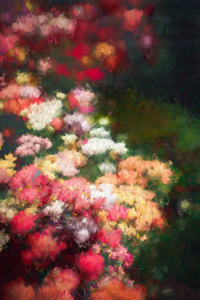 Flower Border by Helen White